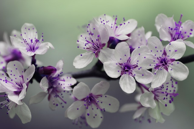 white and purple flowers